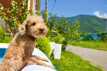 プールがキライなトイプードル