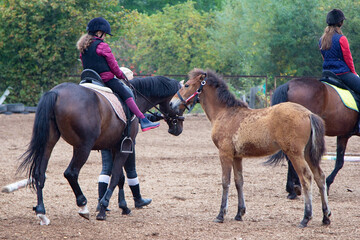 Girl with a brown horse. Hippotherapy for young children is the prevention of spinal diseases, as well as therapy after many serious diseases