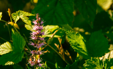 purple wildflowers against a background of leaves in a meadow