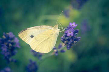 butterfly on a flower