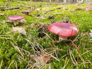 A meadow with red mushrooms and moss in the forest