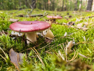 Fabulous mushrooms and moss in the forest