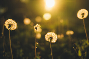 Dandelion in the field