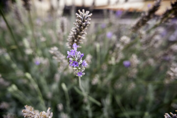 Wild lavender flowers