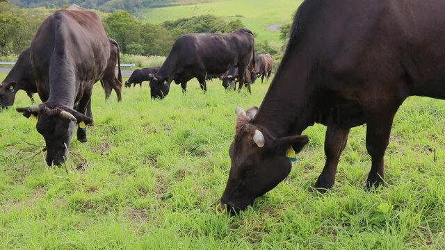 高原の牧場の黒毛牛の群れ