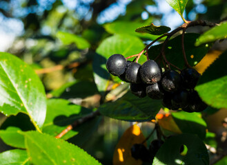 Chokeberry on a branch in an autumn garden close up