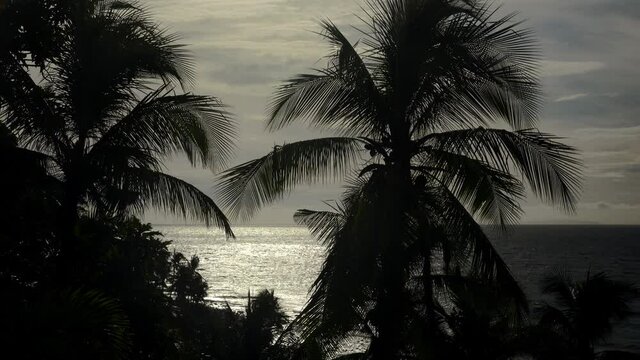 Silhouetted Palm Trees against the afternoon ocean background. Filmed in the Philippines.