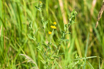 Common fleabane flowers closeup with blurry grass in background