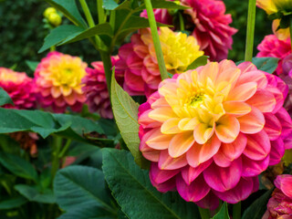 Obraz premium Beautiful pink and yellow dahlias in bloom in sunlight, beautiful floral background