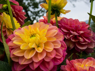 Beautiful pink and yellow dahlias in bloom in sunlight, beautiful floral background