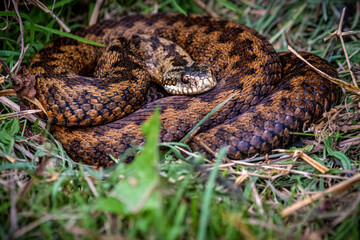 snake in the grass
