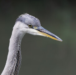 close up of grey heron
