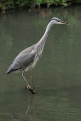 close up of grey heron