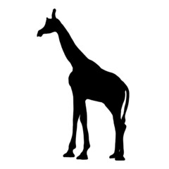 Black silhouette of an animal giraffe on a white background.Vector illustration.