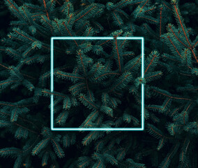 Green pine tree close up background with glowing square shape