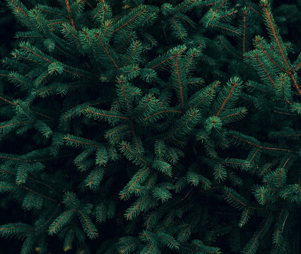 Green pine tree close up background 