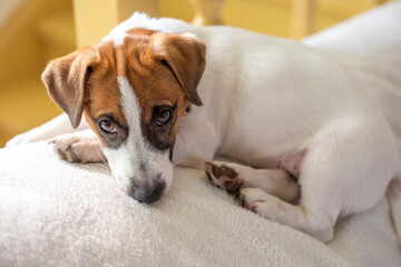 cute muzzle puppy jack russell terrier looks with a photo waiting for the owner, horizontal.