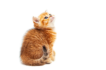 Obraz premium Funny ginger British shorthair kitten.