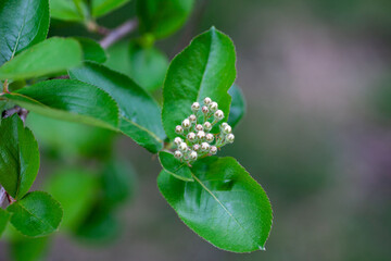 Flowers of aronia. Sprig of chokeberry with young green leaves and unopened buds of inflorescences on natural background, Aronia melanocarpa.