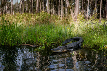 American Alligator (Alligator mississippiensis) on the bank of a stream in the Okefenokee swamp,...