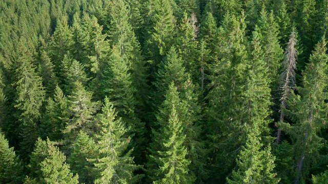 Treetops of evergreen dense forest - tops of green fir, cedar and pine trees in national park. Aerial top view on a sunny day of unspoiled nature. Climate control and environmental protection concept.