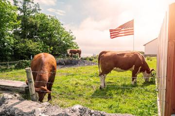 Three brown cows on a farm on a warm sunny day. Waving flag of United States of America against...