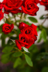 Beautiful red roses in the garden, roses for Valentine's Day or birthday. Red roses.