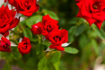 Beautiful red roses in the garden, roses for Valentine's Day or birthday. Red roses.