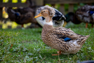 Old Polish crested duck with an interesting hairstyle, walking on green grass - Warmia and Masuria, Poland