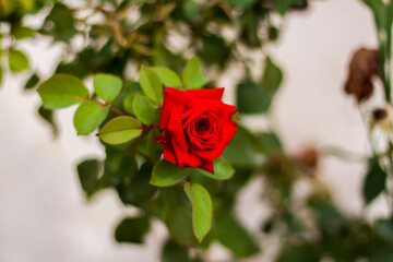 Beautiful red roses in the garden, roses for Valentine's Day or birthday. Red roses.