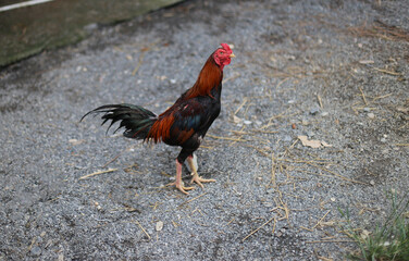 Close up photo of chicken