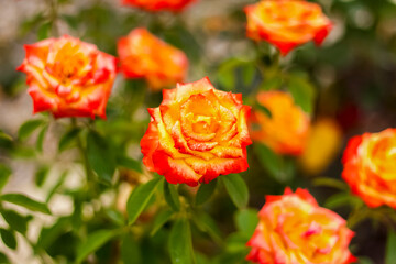 Beautiful yellow roses in the garden, roses for Valentine's Day or birthday.