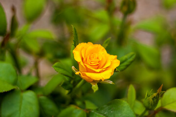 Beautiful yellow roses in the garden, roses for Valentine's Day or birthday.