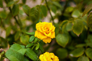 Beautiful yellow roses in the garden, roses for Valentine's Day or birthday.