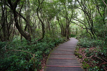 Fototapeta premium a refreshing summer forest with a walkway