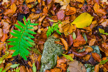 red dry leaves lie on ground, beautiful natural autumn background