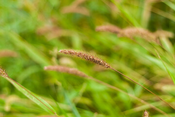 Meadow field with fluffy grass. Summer spring natural landscape. Green landscape background for a postcard, banner or poster.