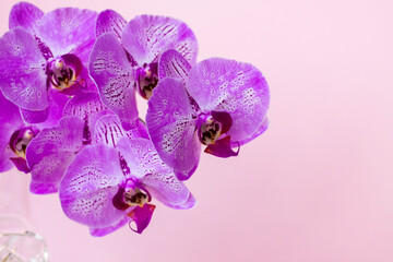 Fototapeta premium Beautiful orchids in a vase on a pink background. phalaenopsis close-up. Banner, panorama with space for text.