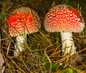 closeup pair of red flyagaric mushroom in forest, natural mushroom scene