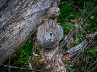 Crouched On Log
