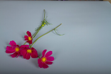 Red, crimson flowers of the cosmea Cosmos on a gray background. Copy Space