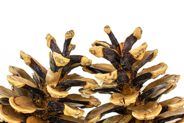 Group of two whole beautiful pine cone isolated on white background