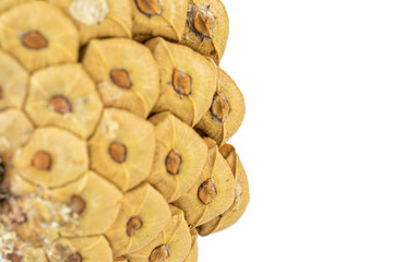 One whole beautiful pine cone in closeup isolated on white background