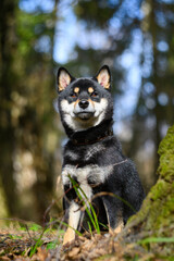 Naklejka na ściany i meble Shiba inu young dog in the forest early spring. Pet lifestyle.