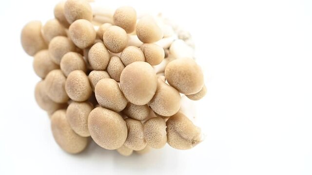 The brownish-white shimeji mushrooms are spinning and moving on a white background with copy space