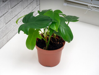 Philodendron panduriforme is a large genus of evergreen plant