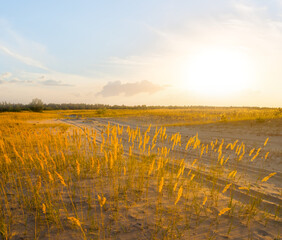 Fototapeta na wymiar wide sandy prairie at the sunset, natural scene