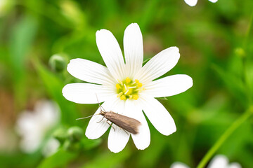 White flower with moth in the forest