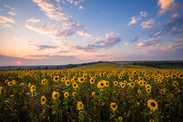 Sunflower sunset on the south downs near Woodingdean, Brighton, east Sussex