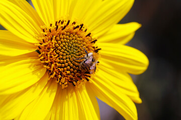 durchwachsene silphie